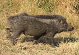 Himachal News Alert: खेतों में घास काट रही थी महिला! तभी सुअरों के झुंड ने किया हमला, लगे 24 टांके