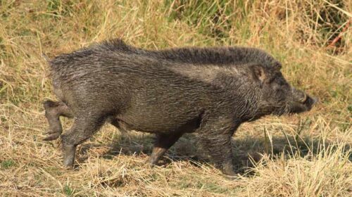 Himachal News Alert: खेतों में घास काट रही थी महिला! तभी सुअरों के झुंड ने किया हमला, लगे 24 टांके