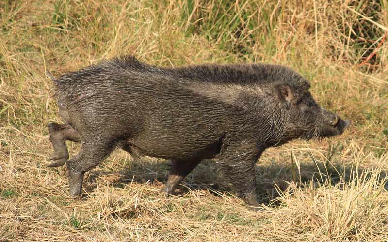 Himachal News Alert: खेतों में घास काट रही थी महिला! तभी सुअरों के झुंड ने किया हमला, लगे 24 टांके