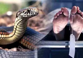 Himachal News Alert: खेतों में घास काट रहा था व्यक्ति! जहरीले सांप ने डंसा, डॉक्टर भी नहीं बचा पाए जान