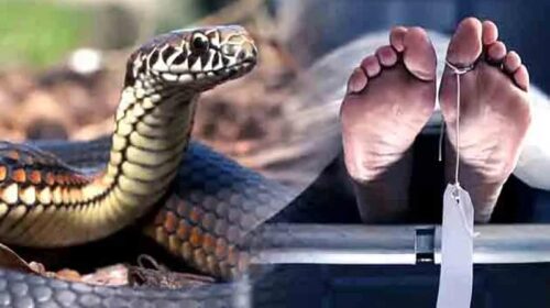 Himachal News Alert: खेतों में घास काट रहा था व्यक्ति! जहरीले सांप ने डंसा, डॉक्टर भी नहीं बचा पाए जान Himachal News Alert: खेतों में घास काट रहा था व्यक्ति! जहरीले सांप ने डंसा, डॉक्टर भी नहीं बचा पाए जान