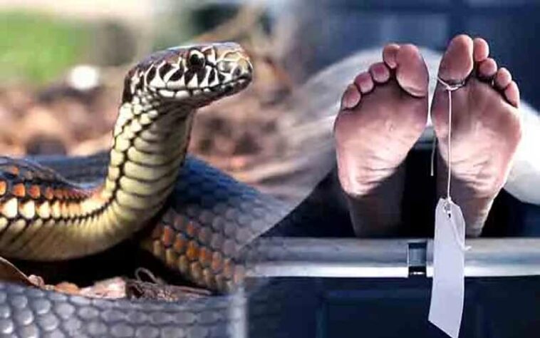 Himachal News Alert: खेतों में घास काट रहा था व्यक्ति! जहरीले सांप ने डंसा, डॉक्टर भी नहीं बचा पाए जान