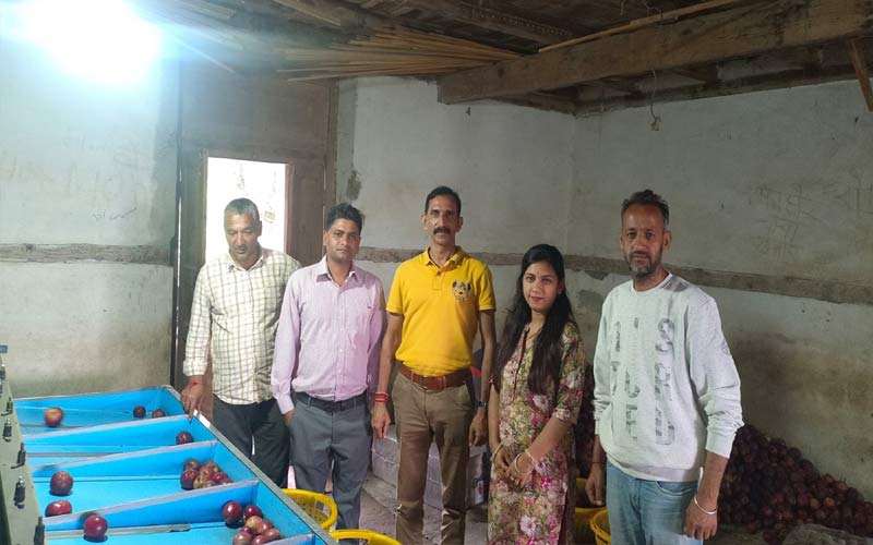Himachal News: 97 प्रतिशत सेब का कारोबार पूरा! बागवानों के लिए HPMC ने शुरू किया प्रापण केंद्र