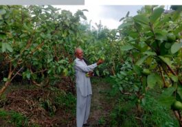 HP News: बंजर ज़मीन पर लहलहाई अमरूद की बगिया! रंग लाई 65 वर्षीय किसान अजमेर सिंह की मेहनत