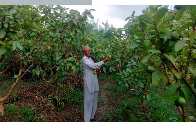 HP News: बंजर ज़मीन पर लहलहाई अमरूद की बगिया! रंग लाई 65 वर्षीय किसान अजमेर सिंह की मेहनत HP News: बंजर ज़मीन पर लहलहाई अमरूद की बगिया! रंग लाई 65 वर्षीय किसान अजमेर सिंह की मेहनत