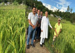 Himachal News: खेतों में लहलहाई गुलाबो धान की उन्नत फसल! 116 से 122 दिनों में पककर होती है तैयार