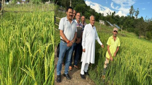 Himachal News: खेतों में लहलहाई गुलाबो धान की उन्नत फसल! 116 से 122 दिनों में पककर होती है तैयार Himachal News: खेतों में लहलहाई गुलाबो धान की उन्नत फसल! 116 से 122 दिनों में पककर होती है तैयार