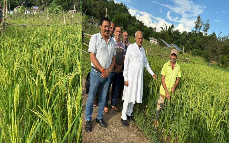 Himachal News: खेतों में लहलहाई गुलाबो धान की उन्नत फसल! 116 से 122 दिनों में पककर होती है तैयार
