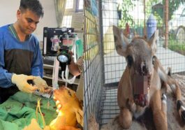 HP News: अद्भुत प्लास्टिक सर्जरी से बचाई जंगली सांभर की जान! 4 घंटे तक चली सर्जरी