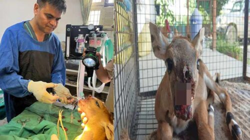 HP News: अद्भुत प्लास्टिक सर्जरी से बचाई जंगली सांभर की जान! 4 घंटे तक चली सर्जरी HP News: अद्भुत प्लास्टिक सर्जरी से बचाई जंगली सांभर की जान! 4 घंटे तक चली सर्जरी