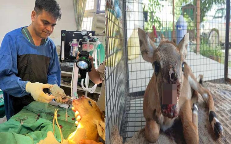 HP News: अद्भुत प्लास्टिक सर्जरी से बचाई जंगली सांभर की जान! 4 घंटे तक चली सर्जरी HP News: अद्भुत प्लास्टिक सर्जरी से बचाई जंगली सांभर की जान! 4 घंटे तक चली सर्जरी