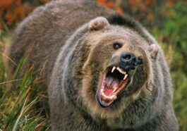 Bear Attack: घास लेने जा रहे व्यक्ति का भालू से हुआ सामना! बुरी तरह किया लहूलुहान