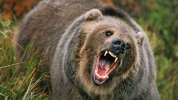 Bear Attack: घास लेने जा रहे व्यक्ति का भालू से हुआ सामना! बुरी तरह किया लहूलुहान