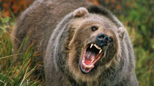 Bear Attack: भालू के आतंक से सहमे लोग! महिला और पुरुष पर किया हमला, IGMC शिमला रेफर Bear Attack: भालू के आतंक से सहमे लोग! महिला और पुरुष पर किया हमला, IGMC शिमला रेफर
