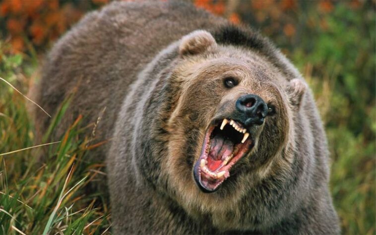 Bear Attack: भालू के आतंक से सहमे लोग! महिला और पुरुष पर किया हमला, IGMC शिमला रेफर Bear Attack: भालू के आतंक से सहमे लोग! महिला और पुरुष पर किया हमला, IGMC शिमला रेफर