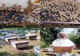 HP News: मधुमक्खी पालन बना ग्रामीण अर्थव्यवस्था की नई राह! सुरेन्द्र कुमार ने शहद से कमाए 15 लाख रुपए