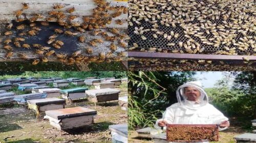 HP News: मधुमक्खी पालन बना ग्रामीण अर्थव्यवस्था की नई राह! सुरेन्द्र कुमार ने शहद से कमाए 15 लाख रुपए HP News: मधुमक्खी पालन बना ग्रामीण अर्थव्यवस्था की नई राह! सुरेन्द्र कुमार ने शहद से कमाए 15 लाख रुपए