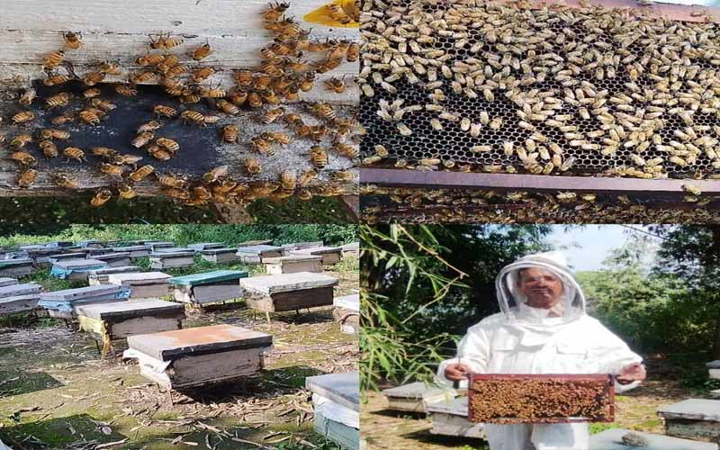 HP News: मधुमक्खी पालन बना ग्रामीण अर्थव्यवस्था की नई राह! सुरेन्द्र कुमार ने शहद से कमाए 15 लाख रुपए