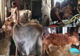 Himachal Latest News: हिमाचल के भुपिंद्र दुग्ध उत्पादन से हर माह कमा रहे एक लाख रुपए