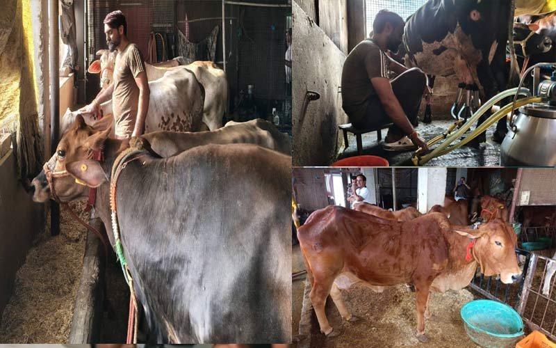 Himachal Latest News: हिमाचल के भुपिंद्र दुग्ध उत्पादन से हर माह कमा रहे एक लाख रुपए