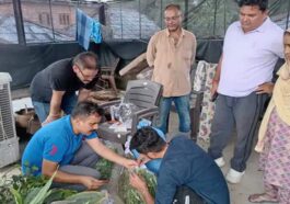 Himachal Crime News: घर में हो रही थी हाईब्रिड चरस और भांग की खेती! पुलिस ने मारा छापा, आरोपी अरेस्ट