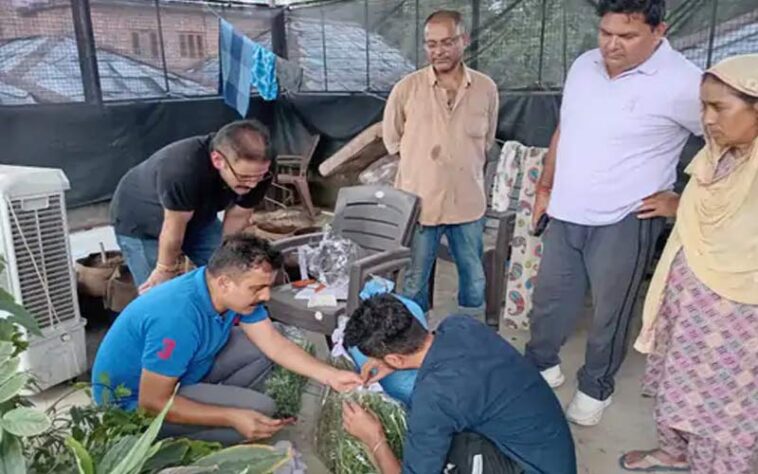 Himachal Crime News: घर में हो रही थी हाईब्रिड चरस और भांग की खेती! पुलिस ने मारा छापा, आरोपी अरेस्ट Himachal Crime News: घर में हो रही थी हाईब्रिड चरस और भांग की खेती! पुलिस ने मारा छापा, आरोपी अरेस्ट