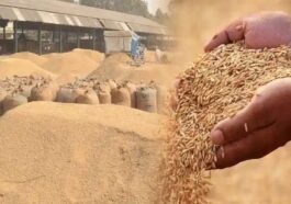 Paonta Sahib: धौलाकुआं और पांवटा साहिब में 3 अक्तूबर से शुरू होगी धान की खरीद