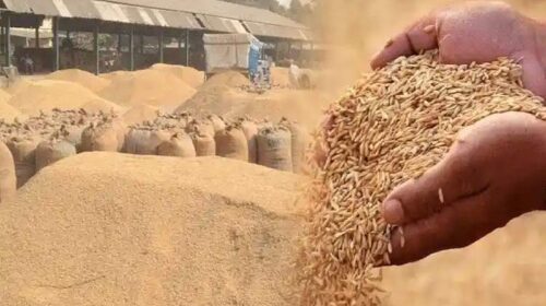 Paonta Sahib: धौलाकुआं और पांवटा साहिब में 3 अक्तूबर से शुरू होगी धान की खरीद