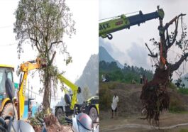 Himachal Latest News: फोरलेन निर्माण के लिए नहीं काटा ब्रह्मपुखर का पवित्र पीपल वृक्ष! दूसरी जगह किया स्थानांतरित
