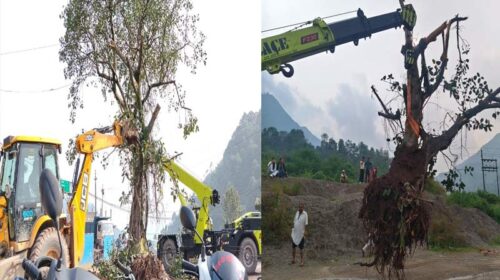 Himachal Latest News: फोरलेन निर्माण के लिए नहीं काटा ब्रह्मपुखर का पवित्र पीपल वृक्ष! दूसरी जगह किया स्थानांतरित Himachal Latest News: फोरलेन निर्माण के लिए नहीं काटा ब्रह्मपुखर का पवित्र पीपल वृक्ष! दूसरी जगह किया स्थानांतरित
