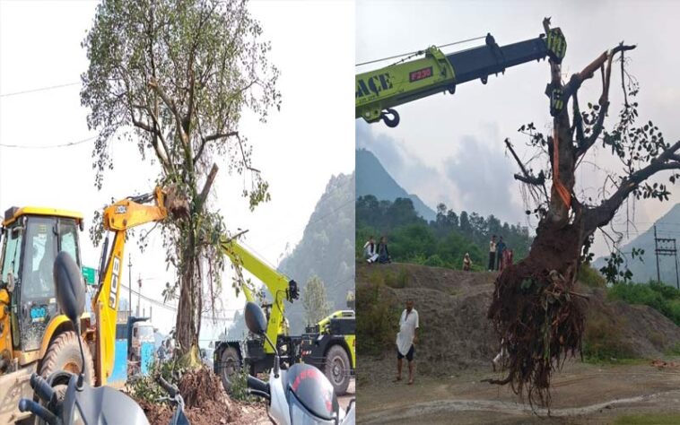 Himachal Latest News: फोरलेन निर्माण के लिए नहीं काटा ब्रह्मपुखर का पवित्र पीपल वृक्ष! दूसरी जगह किया स्थानांतरित Himachal Latest News: फोरलेन निर्माण के लिए नहीं काटा ब्रह्मपुखर का पवित्र पीपल वृक्ष! दूसरी जगह किया स्थानांतरित