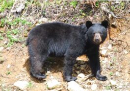 Bear Attack: भेड़-बकरियों को चराने जंगल गए व्यक्ति पर भालू ने किया हमला! कुत्तों ने ऐसे बचाई मलिक की जान..