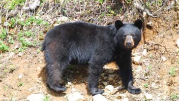 Bear Attack: भेड़-बकरियों को चराने जंगल गए व्यक्ति पर भालू ने किया हमला! कुत्तों ने ऐसे बचाई मलिक की जान..