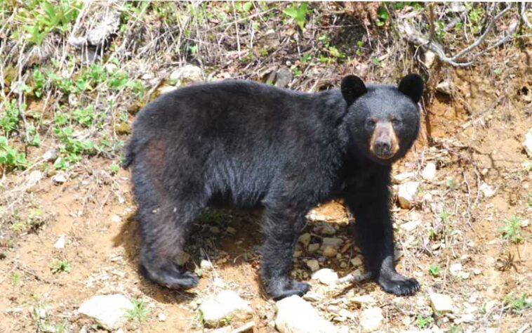 Himachal News Alert: घर के पास भेड़-बकरियां चरा रहा था बुजुर्ग! तभी भालू ने किया हमला, बुरी तरह घायल Himachal News Alert: घर के पास भेड़-बकरियां चरा रहा था बुजुर्ग! तभी भालू ने किया हमला, बुरी तरह घायल