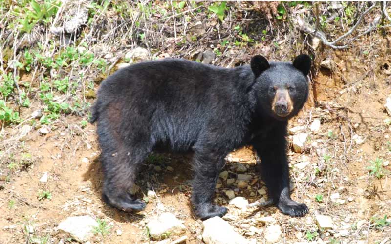 Himachal News Alert: घर के पास भेड़-बकरियां चरा रहा था बुजुर्ग! तभी भालू ने किया हमला, बुरी तरह घायल