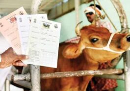 Himachal News Update: पशुओं का करवाएं बीमा! मिलेगा 50 प्रतिशत अनुदान, आर्थिक नुकसान भी होगा कम