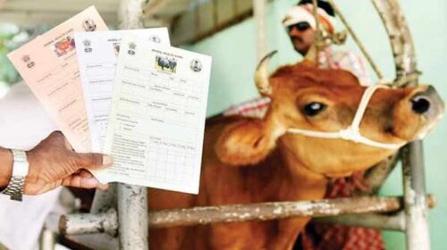 Himachal News Update: पशुओं का करवाएं बीमा! मिलेगा 50 प्रतिशत अनुदान, आर्थिक नुकसान भी होगा कम Himachal News Update: पशुओं का करवाएं बीमा! मिलेगा 50 प्रतिशत अनुदान, आर्थिक नुकसान भी होगा कम