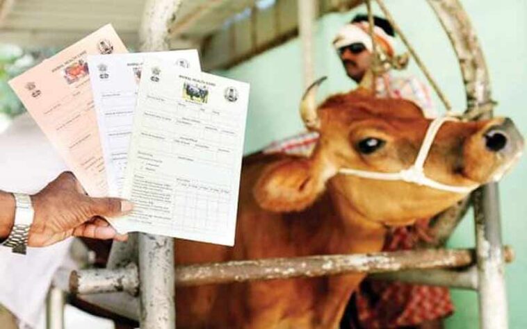 Himachal News Update: पशुओं का करवाएं बीमा! मिलेगा 50 प्रतिशत अनुदान, आर्थिक नुकसान भी होगा कम Himachal News Update: पशुओं का करवाएं बीमा! मिलेगा 50 प्रतिशत अनुदान, आर्थिक नुकसान भी होगा कम