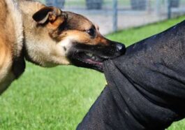 दुखद: मां को बचाते लावारिस कुत्ते ने बेटे को काटा! 15 दिन बाद अस्पताल में तोड़ा दम