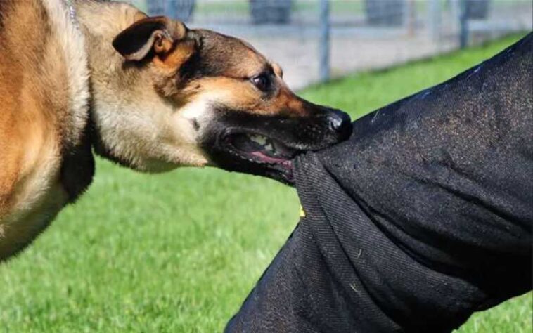 दुखद: मां को बचाते लावारिस कुत्ते ने बेटे को काटा! 15 दिन बाद अस्पताल में तोड़ा दम दुखद: मां को बचाते लावारिस कुत्ते ने बेटे को काटा! 15 दिन बाद अस्पताल में तोड़ा दम