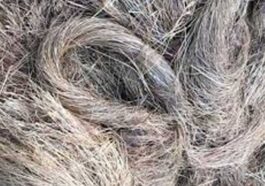 Sirmour News: सिरमौर में इस दिन होगी भाबड़ घास की नीलामी