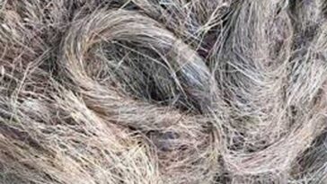 Sirmour News: सिरमौर में इस दिन होगी भाबड़ घास की नीलामी