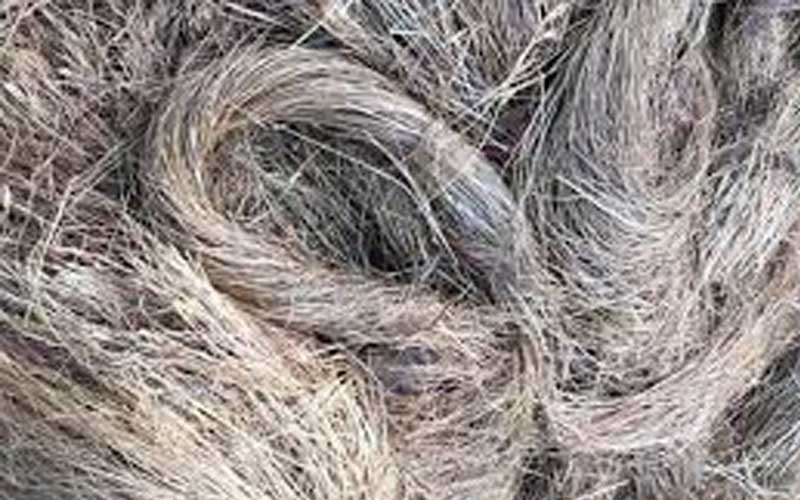 Sirmour News: सिरमौर में इस दिन होगी भाबड़ घास की नीलामी