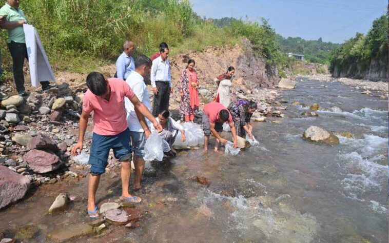 Himachal Latest News: नदियों में छोड़ी 1.33 लाख अंगुलिका मछली! मछुआरों की आय में होगी वृद्धि