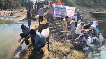 Himachal Latest News: गोविन्दसागर जलाशय में 12 हाज़ा महाशीर मछली बीज संग्रहण! एंगलिंग पर्यटन को मिलेगा प्रोत्साहन