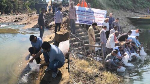 Himachal Latest News: गोविन्दसागर जलाशय में 12 हाज़ा महाशीर मछली बीज संग्रहण! एंगलिंग पर्यटन को मिलेगा प्रोत्साहन Himachal Latest News: गोविन्दसागर जलाशय में 12 हाज़ा महाशीर मछली बीज संग्रहण! एंगलिंग पर्यटन को मिलेगा प्रोत्साहन