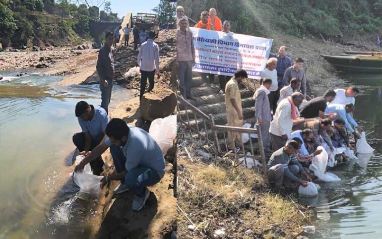 Himachal Latest News: गोविन्दसागर जलाशय में 12 हाज़ा महाशीर मछली बीज संग्रहण! एंगलिंग पर्यटन को मिलेगा प्रोत्साहन Himachal Latest News: गोविन्दसागर जलाशय में 12 हाज़ा महाशीर मछली बीज संग्रहण! एंगलिंग पर्यटन को मिलेगा प्रोत्साहन