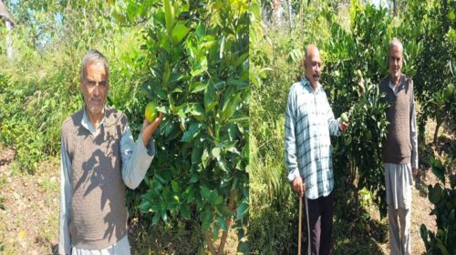 HP News: 41 किसानों की बदली तकदीर! ललाणा क्लस्टर में लहलहा रही मौसमी की फसल, इतने मिल रहे दाम HP News: 41 किसानों की बदली तकदीर! ललाणा क्लस्टर में लहलहा रही मौसमी की फसल, इतने मिल रहे दाम