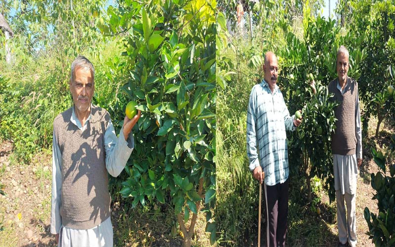 HP News: 41 किसानों की बदली तकदीर! ललाणा क्लस्टर में लहलहा रही मौसमी की फसल, इतने मिल रहे दाम HP News: 41 किसानों की बदली तकदीर! ललाणा क्लस्टर में लहलहा रही मौसमी की फसल, इतने मिल रहे दाम