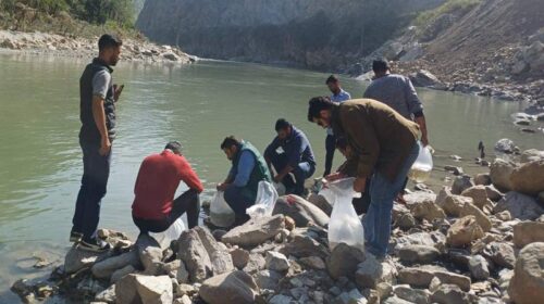 Himachal News Update: नदी में छोड़े गए 5 हजार महाशीर मछली बीज! मछुआरों की आय में होगी वृद्धि Himachal News Update: नदी में छोड़े गए 5 हजार महाशीर मछली बीज! मछुआरों की आय में होगी वृद्धि